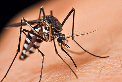 Zašto komarci više ''vole'' određene ljude Zašto komarci više ''vole'' određene ljude