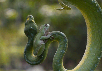 FOTO: Jer ja sam zmija, a ti si žaba... FOTO: Jer ja sam zmija, a ti si žaba...