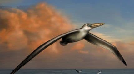 Identifikovani ostaci najveće ptice Identifikovani ostaci najveće ptice