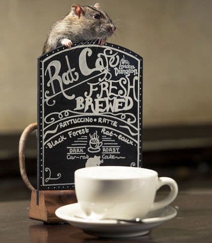 U Londonu otvoren kafić za ljubitelje pacova U Londonu otvoren kafić za ljubitelje pacova