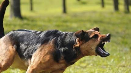 BERANE: Pas lutalica izujedao djevojčicu, spasili je prolaznici BERANE: Pas lutalica izujedao djevojčicu, spasili je prolaznici