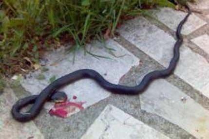 PODGORICA: Zatekli zmiju na stepeništu ulaza PODGORICA: Zatekli zmiju na stepeništu ulaza