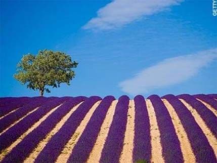 Čudesna polja koja bi trebalo vidjeti Čudesna polja koja bi trebalo vidjeti