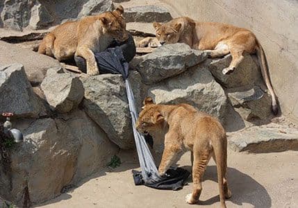 Tigrovi i lavovi dizajniraju farmerke Tigrovi i lavovi dizajniraju farmerke