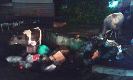 Stoka luta centrom Sutomora usred noći Stoka luta centrom Sutomora usred noći