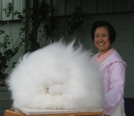 Koja životinja je ovo stvorenje? Koja životinja je ovo stvorenje?