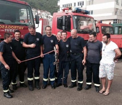 Uhvaćen aligator u Bečićima Uhvaćen aligator u Bečićima