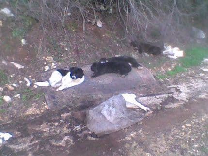 U utočištu „Lunje“ otrovani psi i mačke U utočištu „Lunje“ otrovani psi i mačke