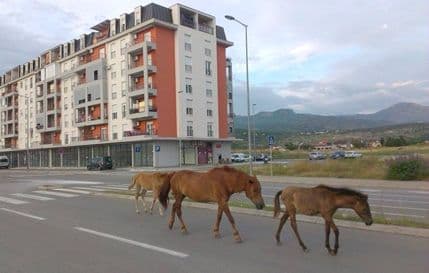 Konji zamijenili automobile na Starom Aerodromu Konji zamijenili automobile na Starom Aerodromu