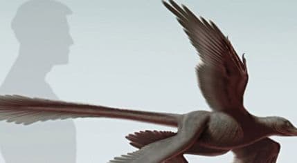 Dinosaurus sa četiri krila otkriva evoluciju ptica Dinosaurus sa četiri krila otkriva evoluciju ptica