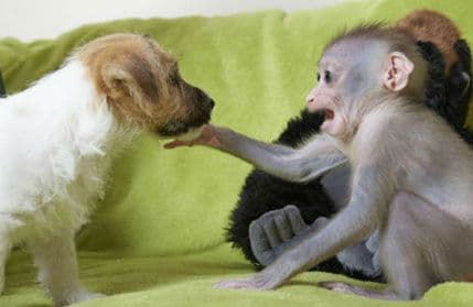 FOTO: Nesvakidašnja ljubav između majmuna i psa FOTO: Nesvakidašnja ljubav između majmuna i psa