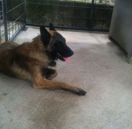 Od lutalice do službenog psa Od lutalice do službenog psa