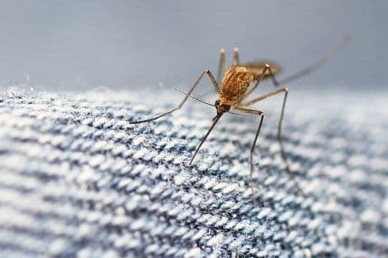 Zašto komarci ujedaju baš vas? Zašto komarci ujedaju baš vas?