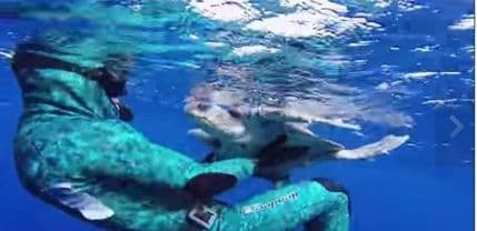 VIDEO: Kornjača se zahvalila nakon oslobađanja iz užadi VIDEO: Kornjača se zahvalila nakon oslobađanja iz užadi