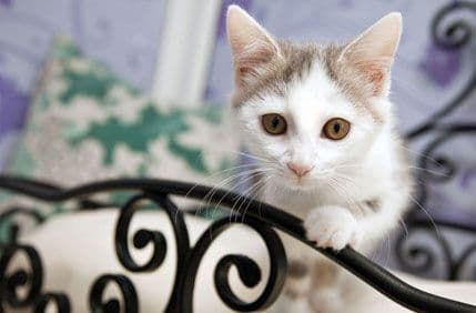 Umjesto paba za mačke, pab sa mačkama Umjesto paba za mačke, pab sa mačkama