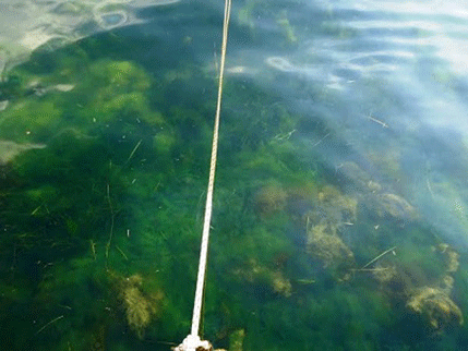 Ekološki incident u Tivatskom zalivu Ekološki incident u Tivatskom zalivu