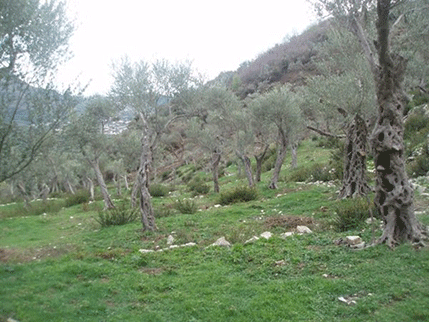 REAGOVANJE MINISTARSTVA POLjOPRIVREDE: Iz Udruženja maslinara Bara nije bilo nijednog predloga ni sugestije na Zakon o maslinarstvu REAGOVANJE MINISTARSTVA POLjOPRIVREDE: Iz Udruženja maslinara Bara nije bilo nijednog predloga ni sugestije na Zakon o maslinarstvu