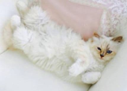 Mačka Karla Legerfelda ima 38.000 prijatelja na Tviteru Mačka Karla Legerfelda ima 38.000 prijatelja na Tviteru