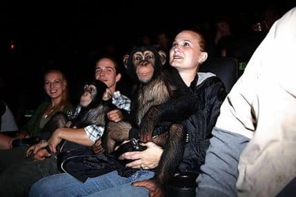 Šimpanze gledale "Planetu majmuna" Šimpanze gledale "Planetu majmuna"