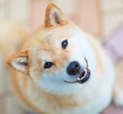 Ovo je najsrećniji pas u Japanu Ovo je najsrećniji pas u Japanu