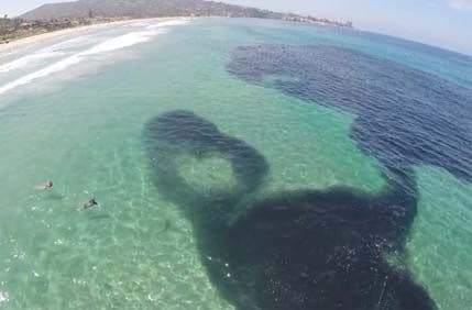 Izgleda kao naftna mrlja, ali pogledajte što je zapravo Izgleda kao naftna mrlja, ali pogledajte što je zapravo