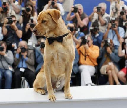 VIDEO: Bijeli bog - film o pobuni pasa protiv ljudi VIDEO: Bijeli bog - film o pobuni pasa protiv ljudi