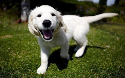 Što pas govori repom? Što pas govori repom?