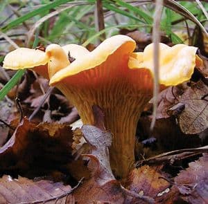 Krenula sezona lisičarke Krenula sezona lisičarke