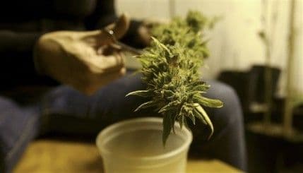 Njemačka: Uzgajanje marihuane legalno za teško oboljele Njemačka: Uzgajanje marihuane legalno za teško oboljele