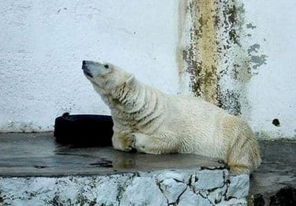 Najtužnijem medvjedu nema pomoći Najtužnijem medvjedu nema pomoći