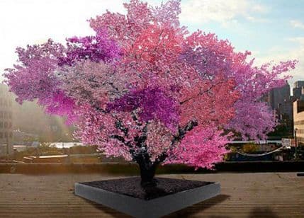 Drvo koje rađa 40 vrsta voća! Drvo koje rađa 40 vrsta voća!