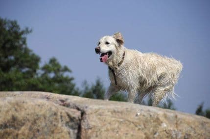 Što možemo naučiti od psa? Što možemo naučiti od psa?