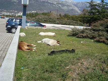BAR: Od nove godine 103 ujeda pasa lutalica BAR: Od nove godine 103 ujeda pasa lutalica
