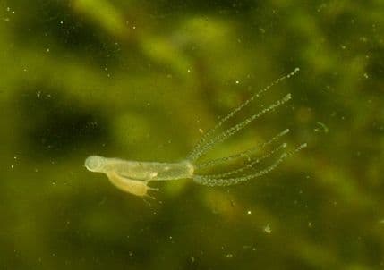 Ovu životinju je praktično nemoguće ubiti Ovu životinju je praktično nemoguće ubiti