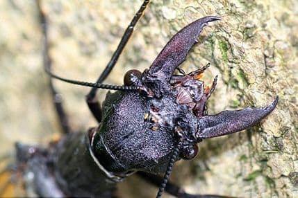 VIDEO: Otkriven najveći insekt na svijetu VIDEO: Otkriven najveći insekt na svijetu