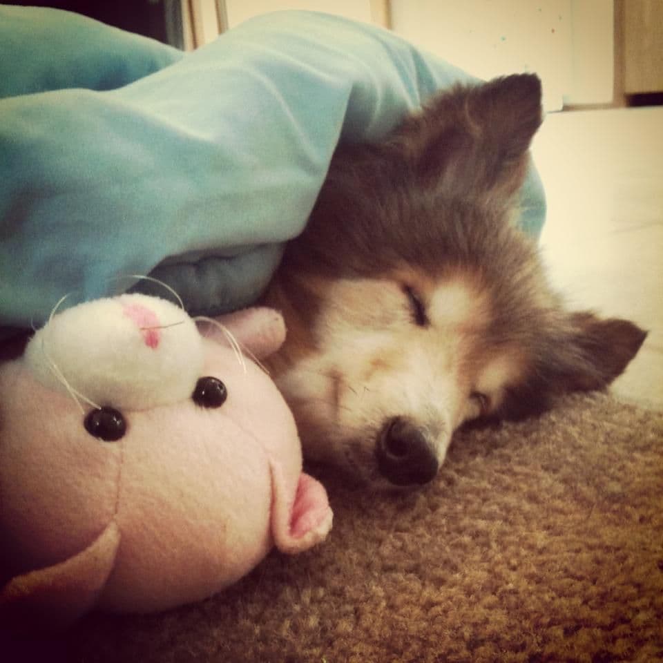 PAS ZVANI HRABROST: Priča koja je rasplakala svijet PAS ZVANI HRABROST: Priča koja je rasplakala svijet