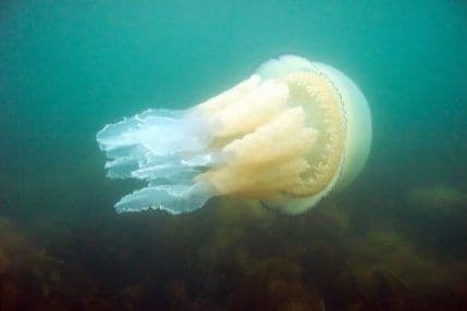 Ovo je najveća meduza na svijetu (FOTO) Ovo je najveća meduza na svijetu (FOTO)