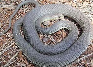 U urgentni donio zmiju kao dokaz da ga je ujela U urgentni donio zmiju kao dokaz da ga je ujela