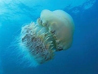 Edukativni materijal "Tražimo meduzo" Edukativni materijal "Tražimo meduzo"