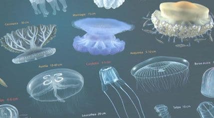 VIDEO: Povećan broj meduza u svijetu, ali ta pojava nije toliko izražena u Crnoj Gori VIDEO: Povećan broj meduza u svijetu, ali ta pojava nije toliko izražena u Crnoj Gori