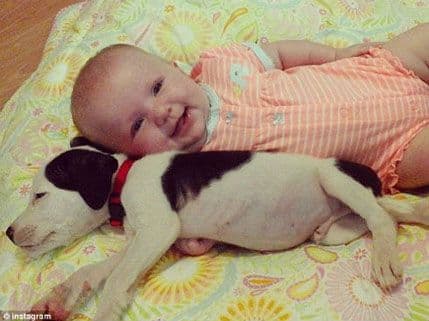 FOTO: Maleni pitbul je bebina omiljena "igračka FOTO: Maleni pitbul je bebina omiljena "igračka