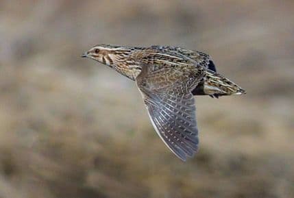 Lovna sezona počinje u nedjelju Lovna sezona počinje u nedjelju