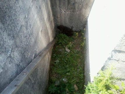 FOTO: Vatrogasci u Pljevljima spasili štene iz vojnog bunkera FOTO: Vatrogasci u Pljevljima spasili štene iz vojnog bunkera