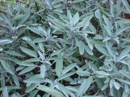 Deset zahtjeva za podršku za zasade pelina Deset zahtjeva za podršku za zasade pelina