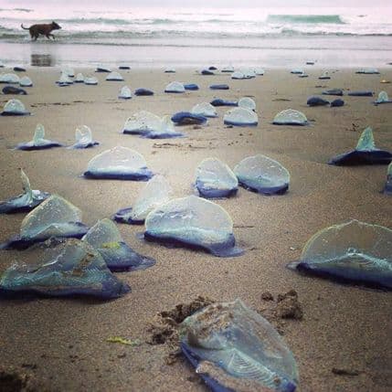 FOTO: Divna misteriozna bića prekrila plaže Kalifornije FOTO: Divna misteriozna bića prekrila plaže Kalifornije