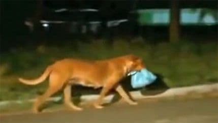 VIDEO: Ovaj pas svakog dana pređe 6 kilometara… VIDEO: Ovaj pas svakog dana pređe 6 kilometara…