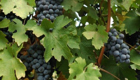 Otkup grožđa pod znakom pitanja Otkup grožđa pod znakom pitanja