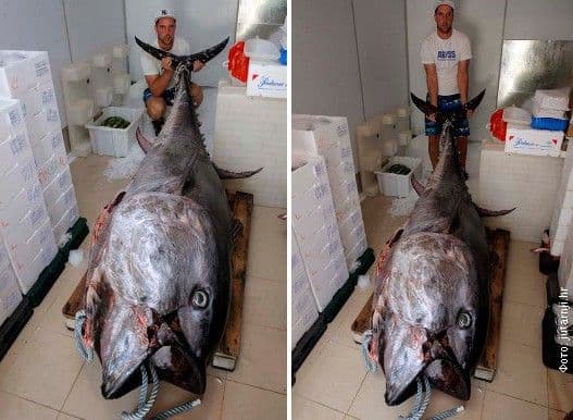 FOTO: Džinovska tuna ulovljena kod Rovinja FOTO: Džinovska tuna ulovljena kod Rovinja