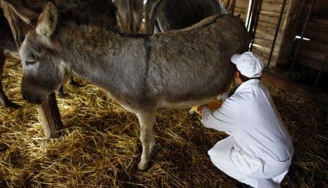 Magareći sir iz Srbije među pet najskupljih jela na svijetu Magareći sir iz Srbije među pet najskupljih jela na svijetu