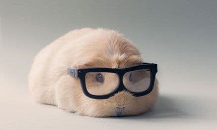 FOTO: Bobo, najslađe morsko prase na svijetu FOTO: Bobo, najslađe morsko prase na svijetu